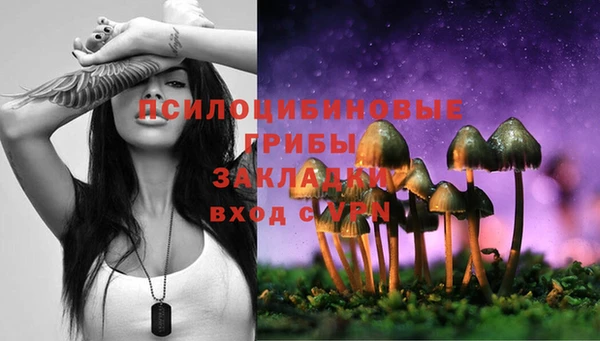 прущие грибы Коряжма